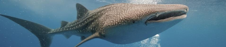 The Mighty Whale Shark